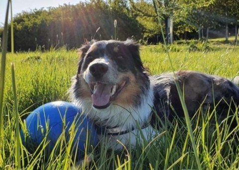 Boomer Ball L - 8" / 20cm niebieska– Niezniszczalna Piłka do Pogoni i Pływania