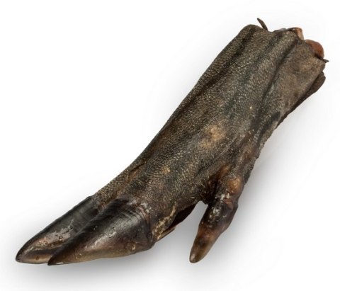 Balto Racica dzika 1szt– Twardy Gryzak z Dziczyzny na Długi Czas