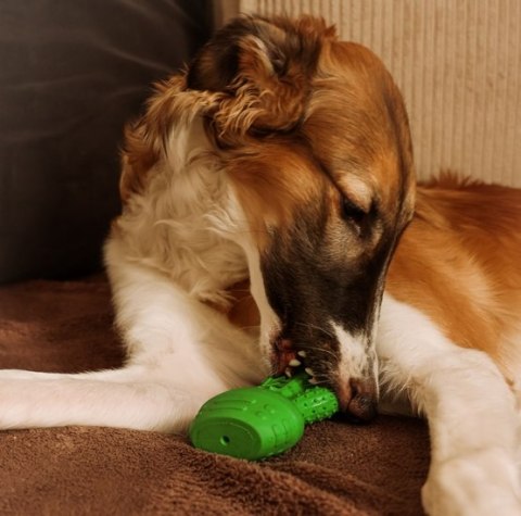 Dingo Zabawka dla psa - Twarda guma TPR - Kaktus 15cm