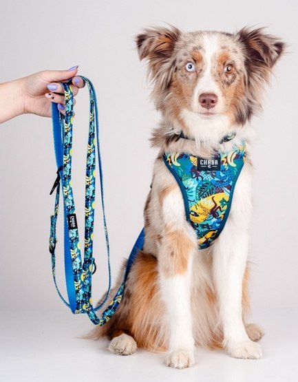 CHABA Smycz taśma regulowana Story III L 25mm x 2,6m Carnival