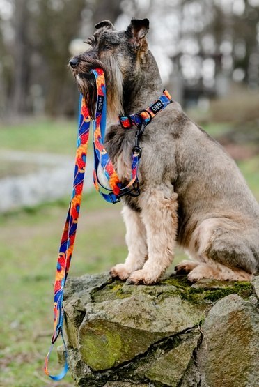 CHABA Smycz regulowana taśmowa M 20mm/2,6m Aussie