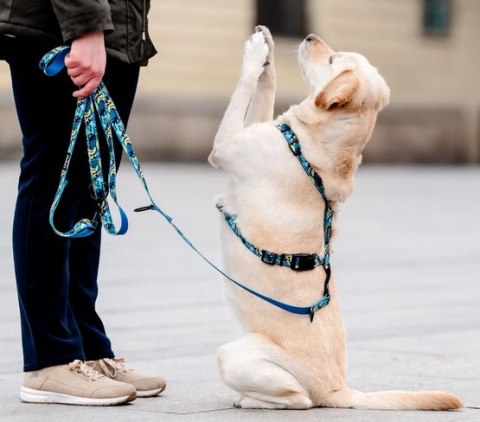 CHABA Smycz regulowana taśmowa S 16mm/2,6m Carnival