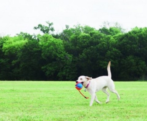 Chuckit! Rope Fetch [32220] piłka ze sznurkiem