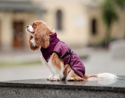 Chaba Kubrak Regulowany Chic L burgund