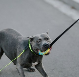Dingo Zabawka dla psa - Szarpak Ringo z rączką bungee 10cm