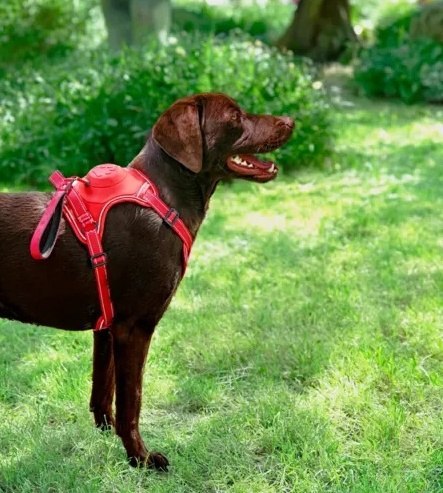 Zolux Szelki ze smyczą automatyczną Easyride XS czerwone