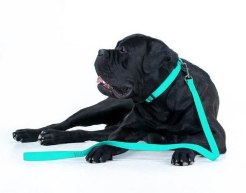 Collar WauDog Obroża wodoodporna z QR-paszportem, akumulująca światło, plastikowy fastex, 15mm/25-35cm