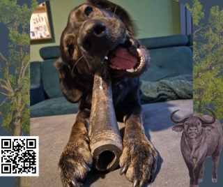 Gryzak z rogów bawoła- super mocny naturalny gryzak!